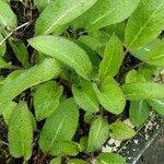 Campanula glomerata Leaf