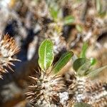 Pachypodium densiflorum Leaf