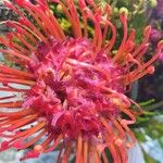 Leucospermum cordifolium花