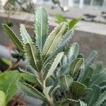 Banksia serrata Φύλλο