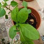 Nicotiana rustica Цвят