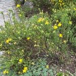 Hypericum balearicum Habitus