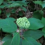 Hydrangea cinerea Fruit