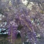 Wisteria sinensisFlower