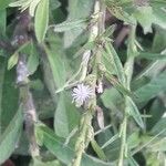 Pseudelephantopus spicatus Flower