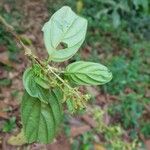 Bertiera bracteosa Leaf