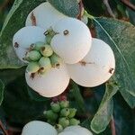 Symphoricarpos albus 果實