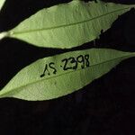 Cheiloclinium cognatum Frunză