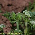 Krubera peregrina Fruto