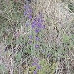 Delphinium scaposum Blomst