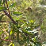 Chrysopsis mariana Leaf