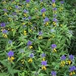 Melampyrum nemorosum Flower