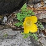 Papaver alpinumBloem