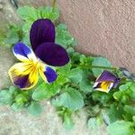 Viola tricolor Žiedas