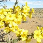 Rhigozum obovatum Flower