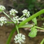 Helosciadium nodiflorum Blomma