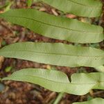 Lomariopsis hederacea Leaf