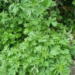 Artemisia verlotiorum Облик