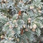 Juniperus squamata Fruct