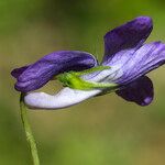 Viola × bavarica Blomst