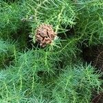 Cryptomeria japonica 果実