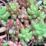 Sedum album Blatt