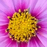 Cosmos bipinnatus Fula
