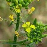 Sisymbrium loeselii Blüte