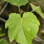 Dombeya acutangula Folio