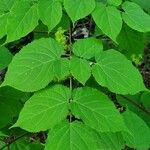 Aralia racemosa Levél