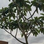 Plumeria obtusa 果