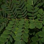 Pseudosamanea guachapele Leaf