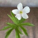 Anemone canadensis Virág