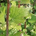 Ribes alpinum Leaf