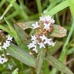 Spermacoce remota Flower