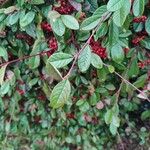 Cotoneaster salicifolius Φύλλο