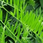 Vicia tenuifolia Blad