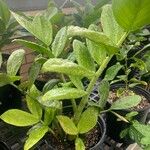 Zamioculcas zamiifolia Frunză
