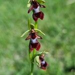 Ophrys insectiferaBlodyn