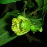 Passiflora megacoriacea