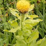 Centaurea macrocephala Květ