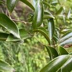 Smilax laurifolia List