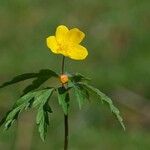 Anemone ranunculoides Blomst