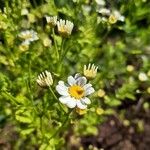 Tanacetum parthenium花