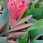 Billbergia pyramidalis Flower