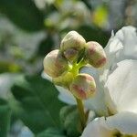 Exochorda racemosa Blomst