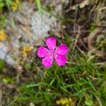 Dianthus alpinus Blomma