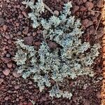 Polycarpaea nivea Hoja