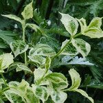 Cornus alba Leaf