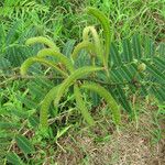 Mimosa pigra Fruit